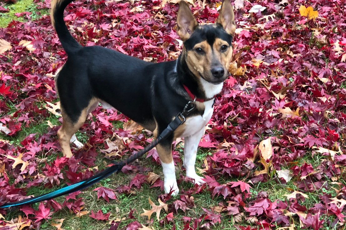 Man’s er Woman’s Best&nbsp;Friend