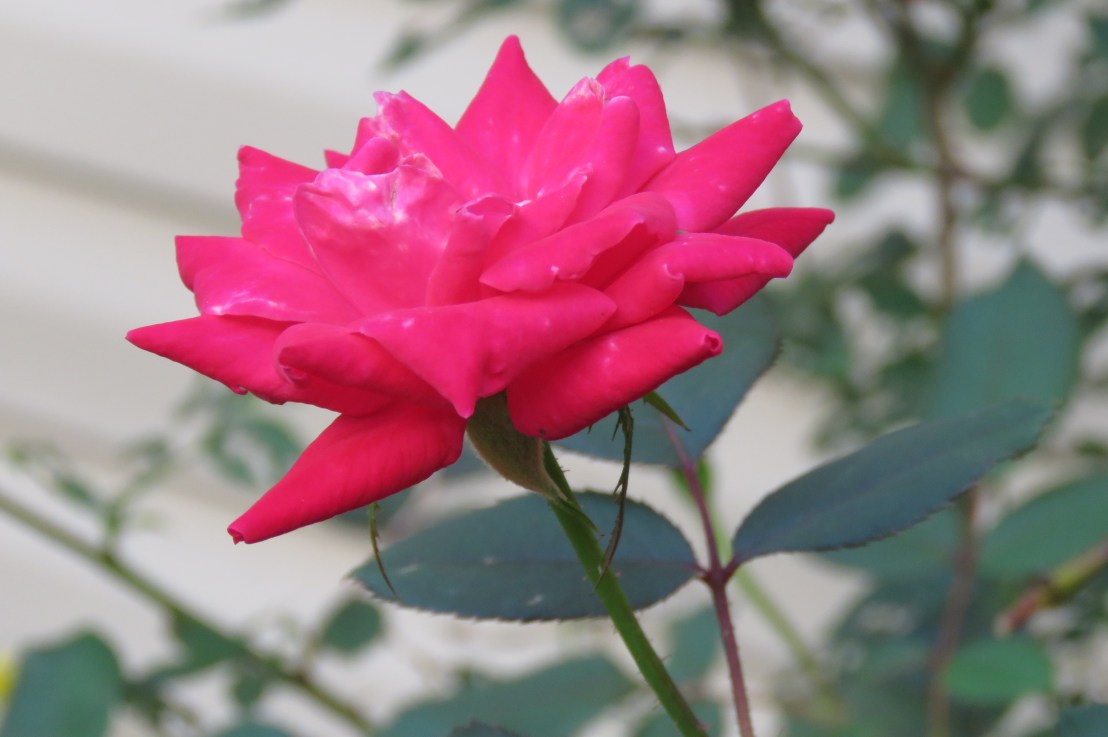 Bhagavad Gita Teachings -Chapter 11: Be Without Malice