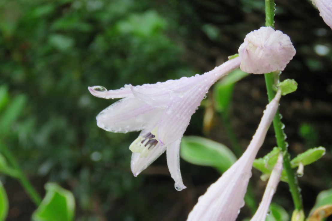 Bhagavad Gita Teachings- Chapter 14: Rise Above The 3&nbsp;Modes