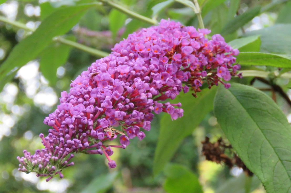 Bhagavad Gita Teachings -Chapter 16: Divine & Evil&nbsp;Qualities