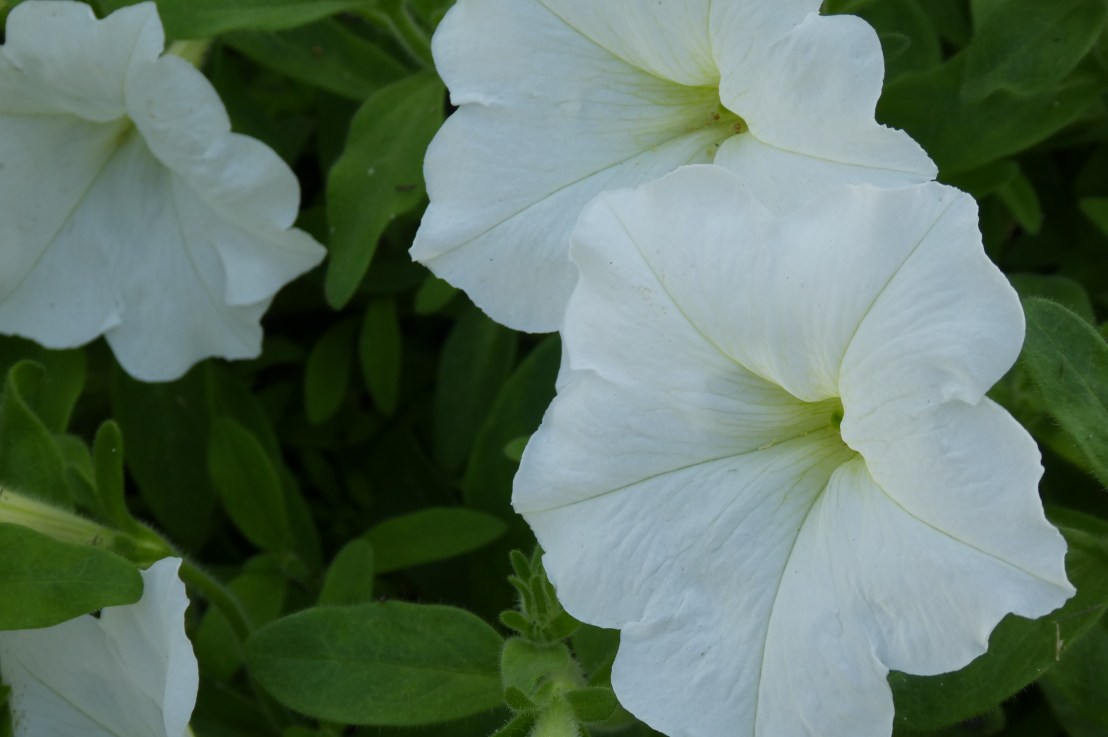 Bhagavad Gita Teachings – Chapter 3: Path of&nbsp;Action